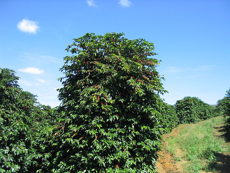 Correa Arábica Correa Arábica