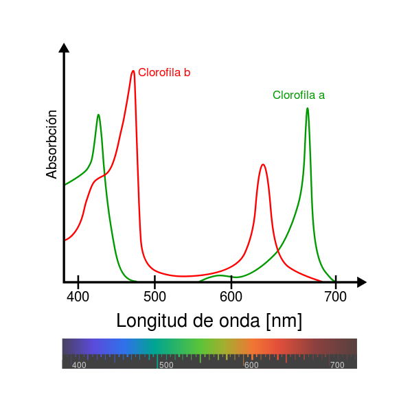 clorofila a y b