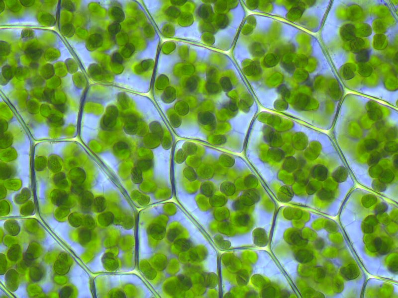 cloroplastos