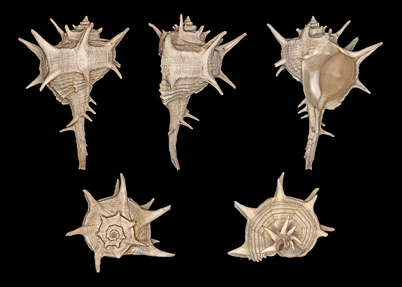 Bolinus brandaris, Murex brandaris