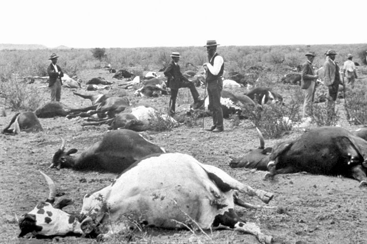 Peste bovina